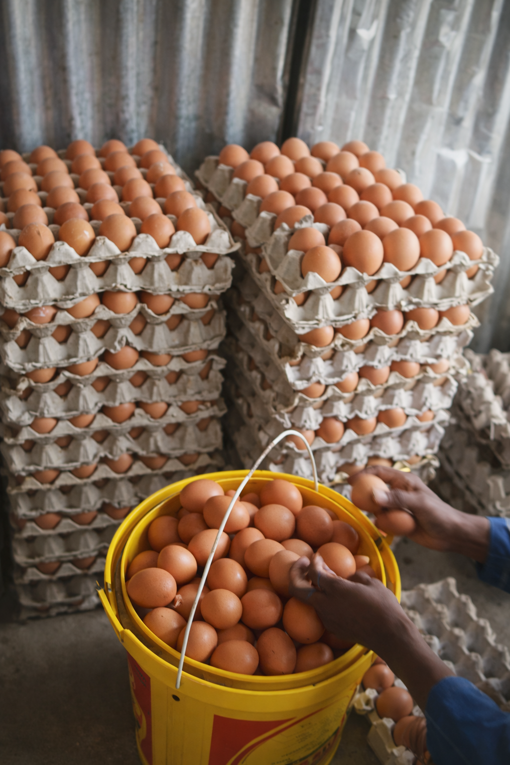 Egg Production & Supply